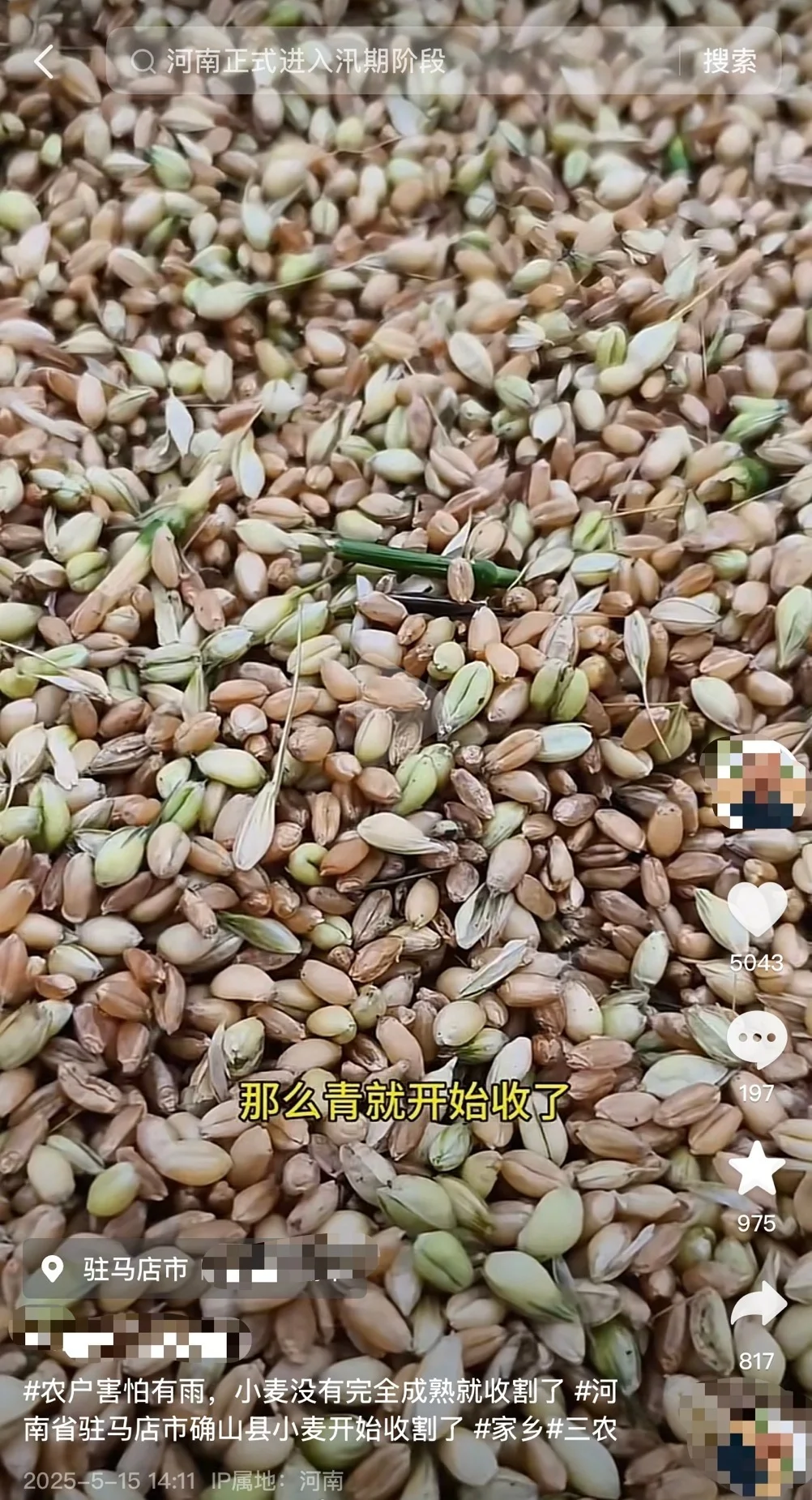 河南部分农户提前收麦，农业部门：属极特殊情况_https://www.izongheng.net_快讯_第2张