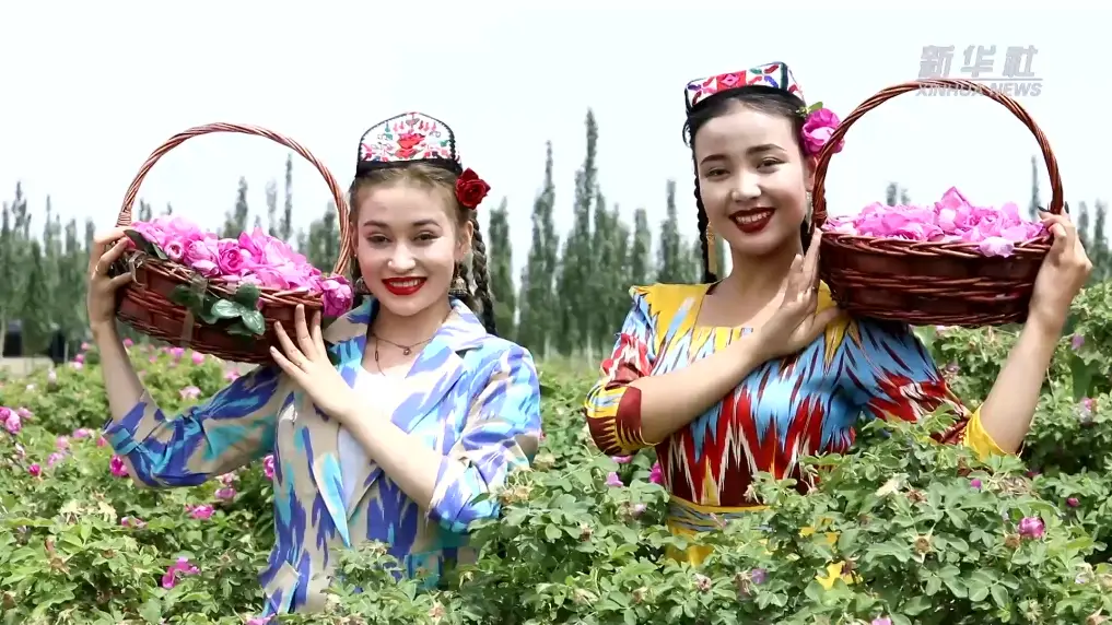 兼具生态效益和经济效益的玫瑰花在沙漠尽情绽放/图源:新华社