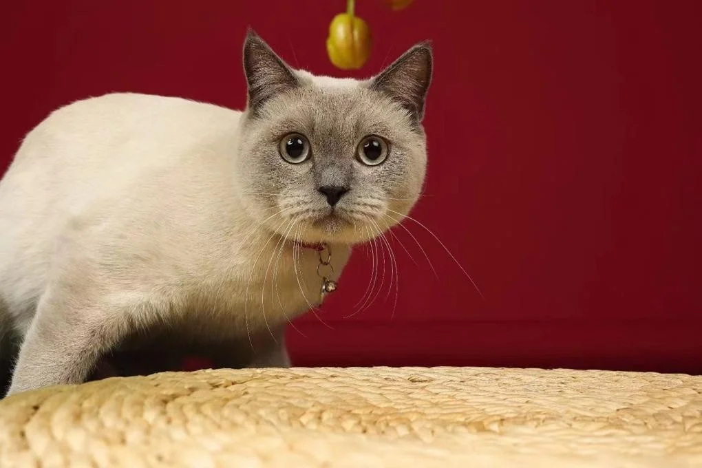 猫咪肥胖就是猫咪肠道问题 喵态生骨肉来解决 猫咪肥胖就是猫咪肠道问题 喵态生骨肉来解决