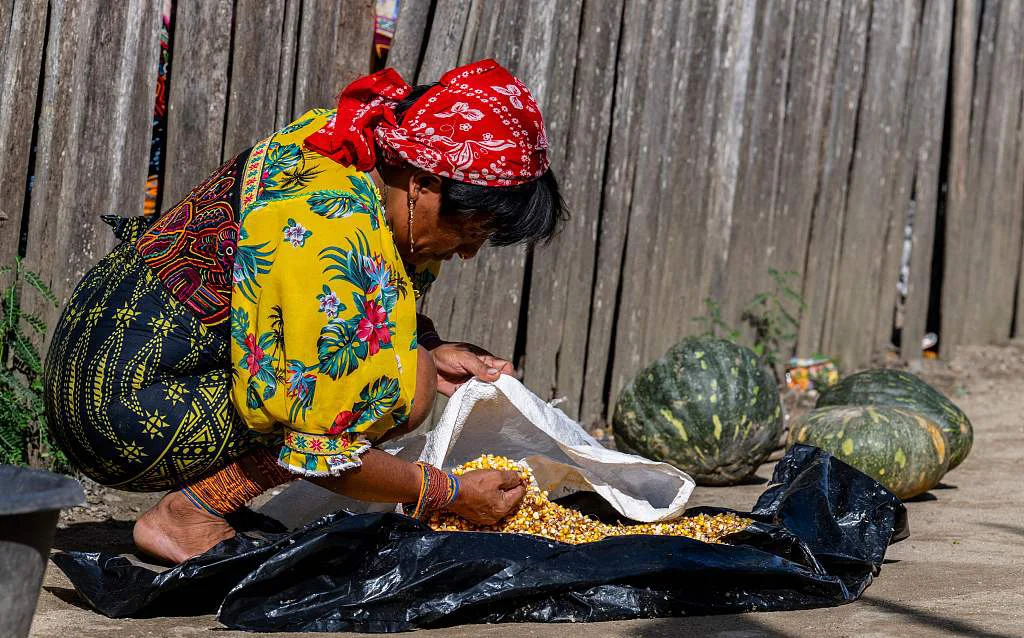当地时间2023年8月29日，巴拿马卡蒂苏格图普岛，库那族妇女在准备食物。