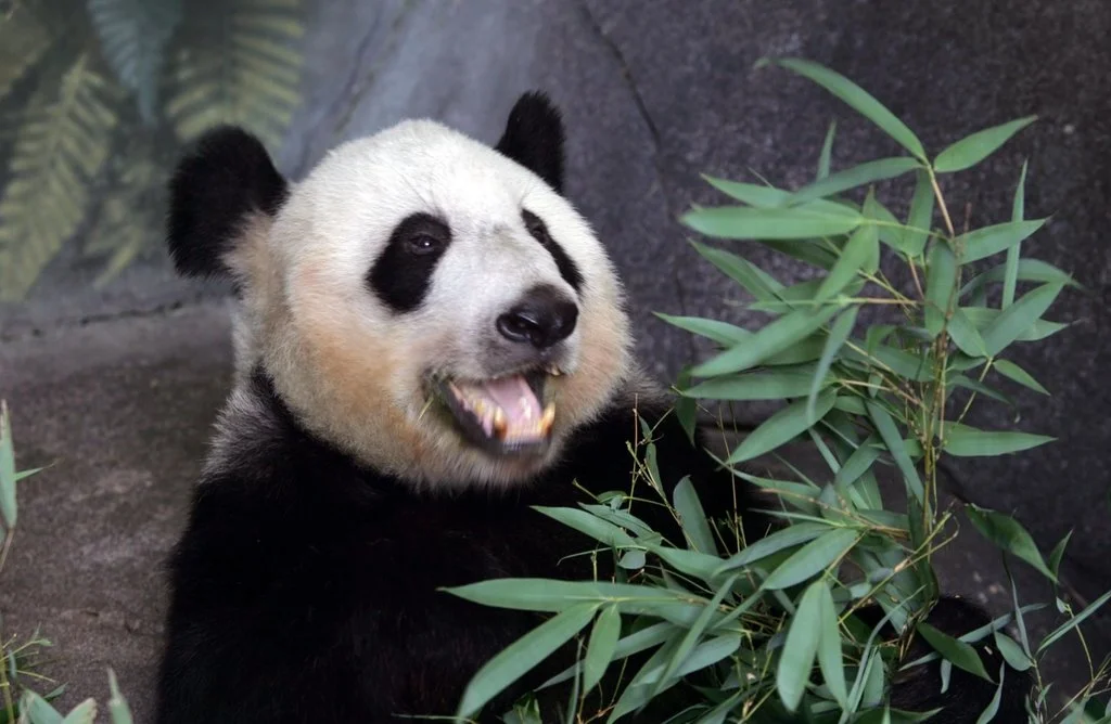 2008年6月5日，美国孟菲斯动物园，快满8岁的“丫丫”。