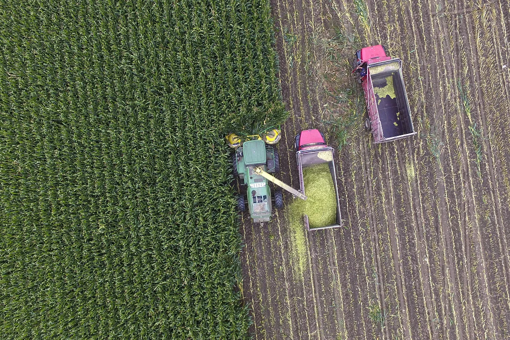 图为去年秋季，美国佛蒙特州农民们在田地里收获玉米的场景。 （视觉中国）
