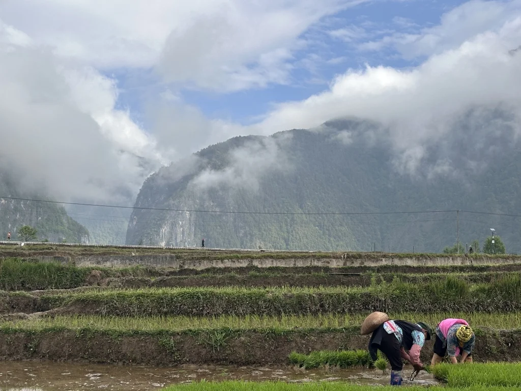 村民在田间劳作