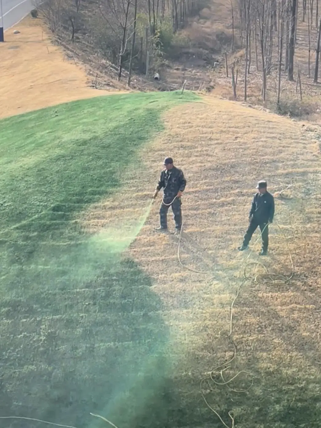 正在给草坪喷洒绿色液体 (视频截图)