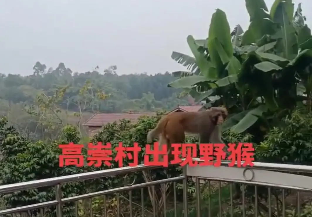 ▲椑木鎮出現猴子 網傳視頻截圖