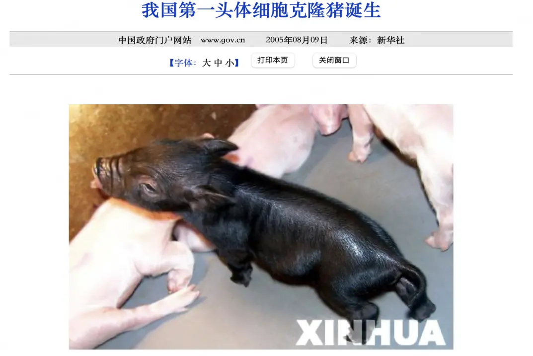 2005年，新華社報道中國首隻體細胞克隆豬誕生