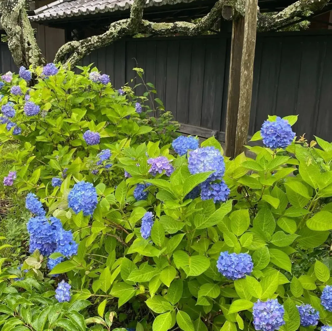 ins@tokeiji_temple