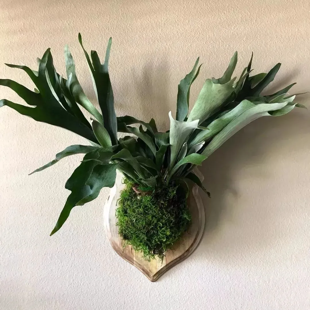 这些普通的盆栽绿植品种很多，有些小众的品种反而更耐看-哪种小盆栽好养活且观赏性强