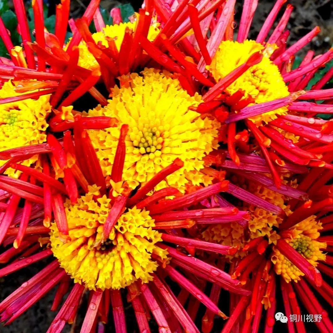 铜川摄影师黄风升镜头下的花朵(图7)
