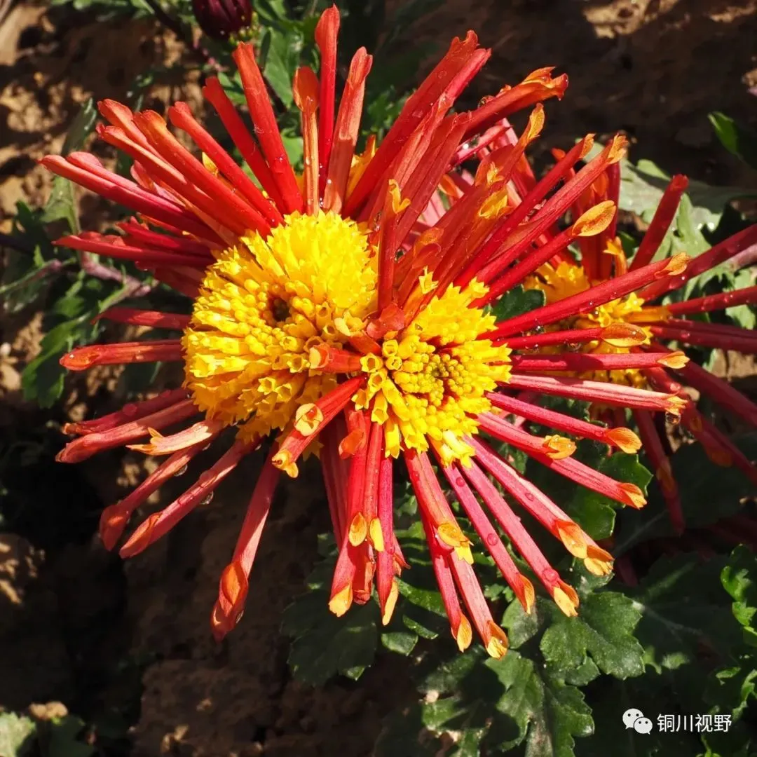 铜川摄影师黄风升镜头下的花朵(图3)