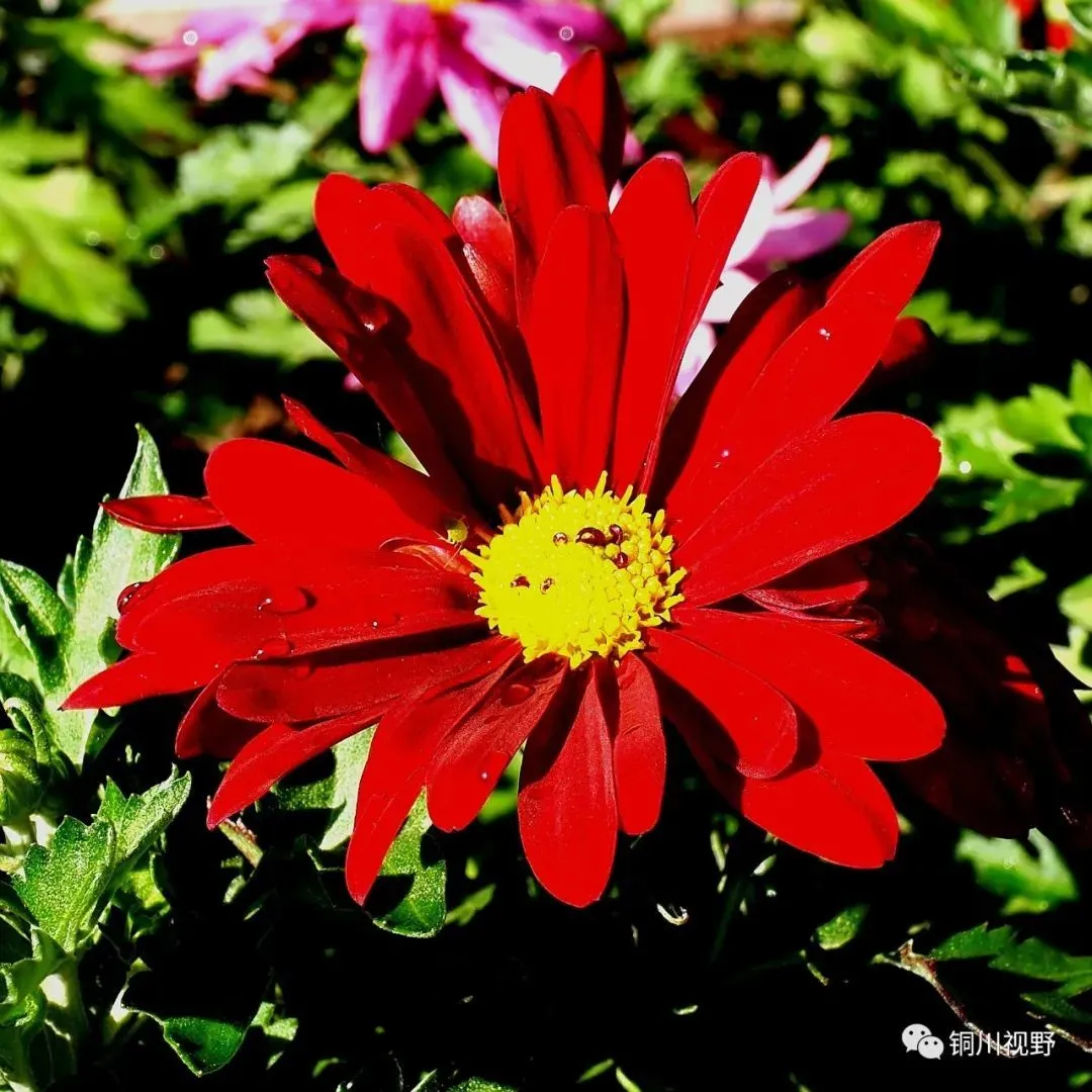 铜川摄影师黄风升镜头下的花朵(图5)