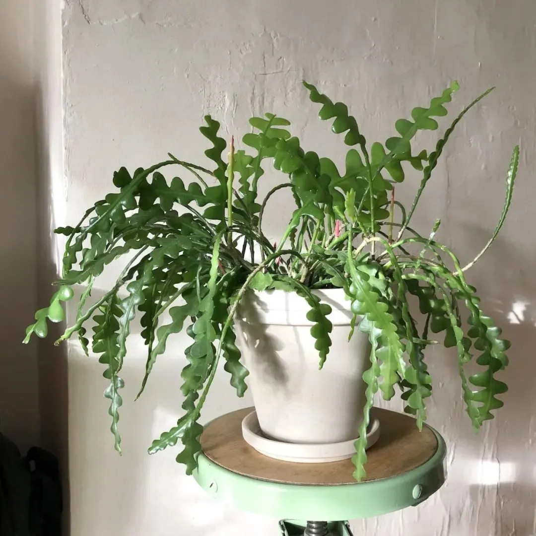8种很适合作为礼品送给自己的盆栽绿植，养在桌面上能一直存活-送礼送什么盆栽好