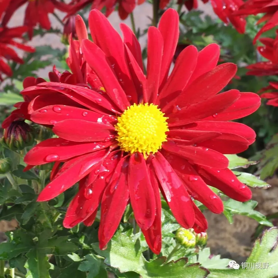 铜川摄影师黄风升镜头下的花朵(图4)