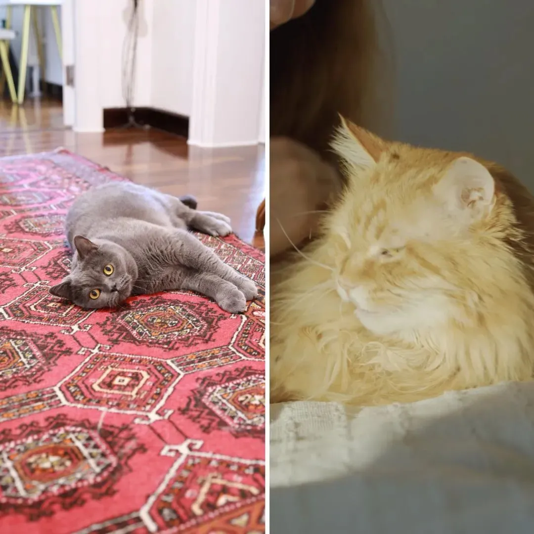 他们养的猫咪慧慧（左）和莎莎（右），另一只叫嘿嘿的猫咪因为害羞而没有露面