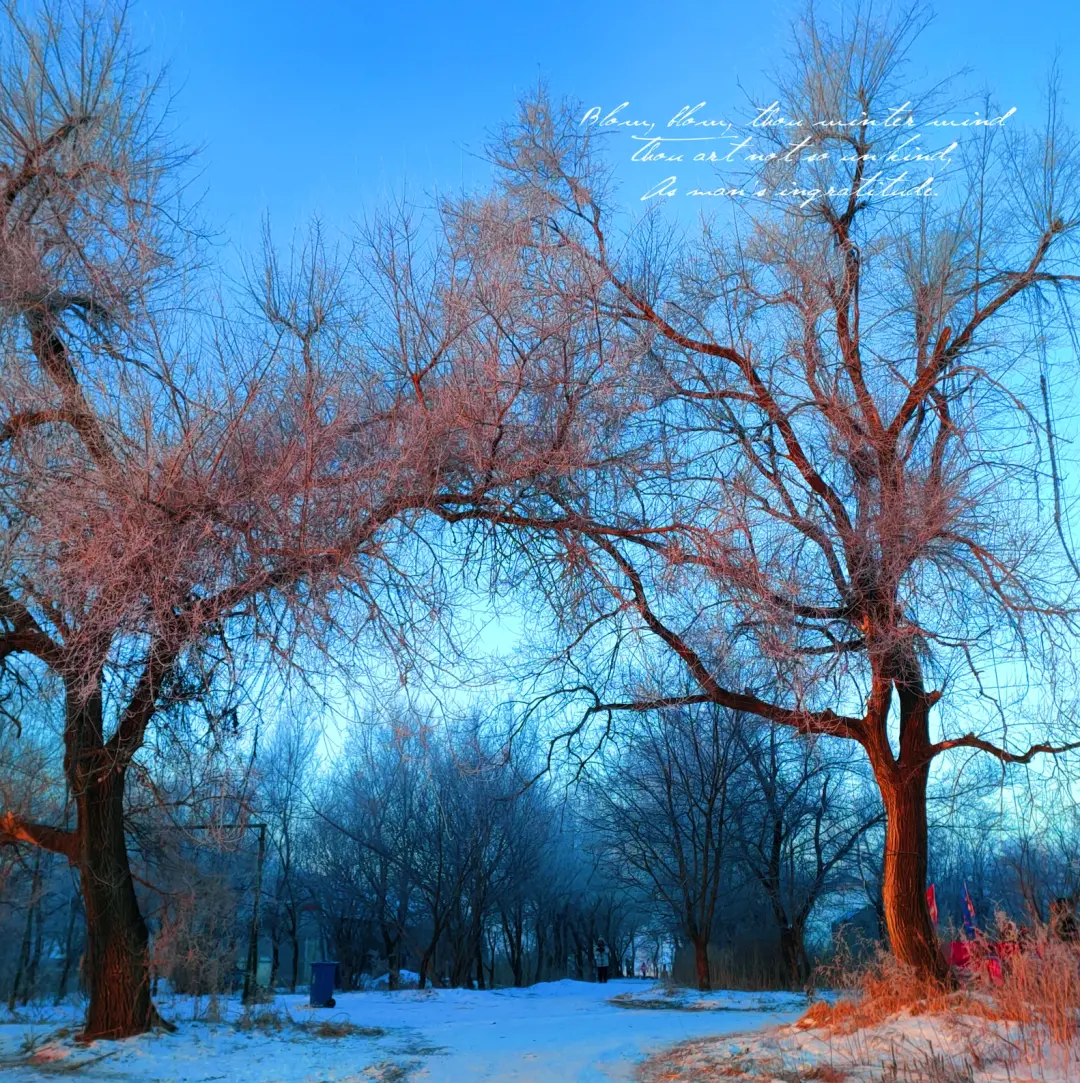 图片[41]-去一次就上瘾的雪国！极光圣诞全都有！-华闻时空