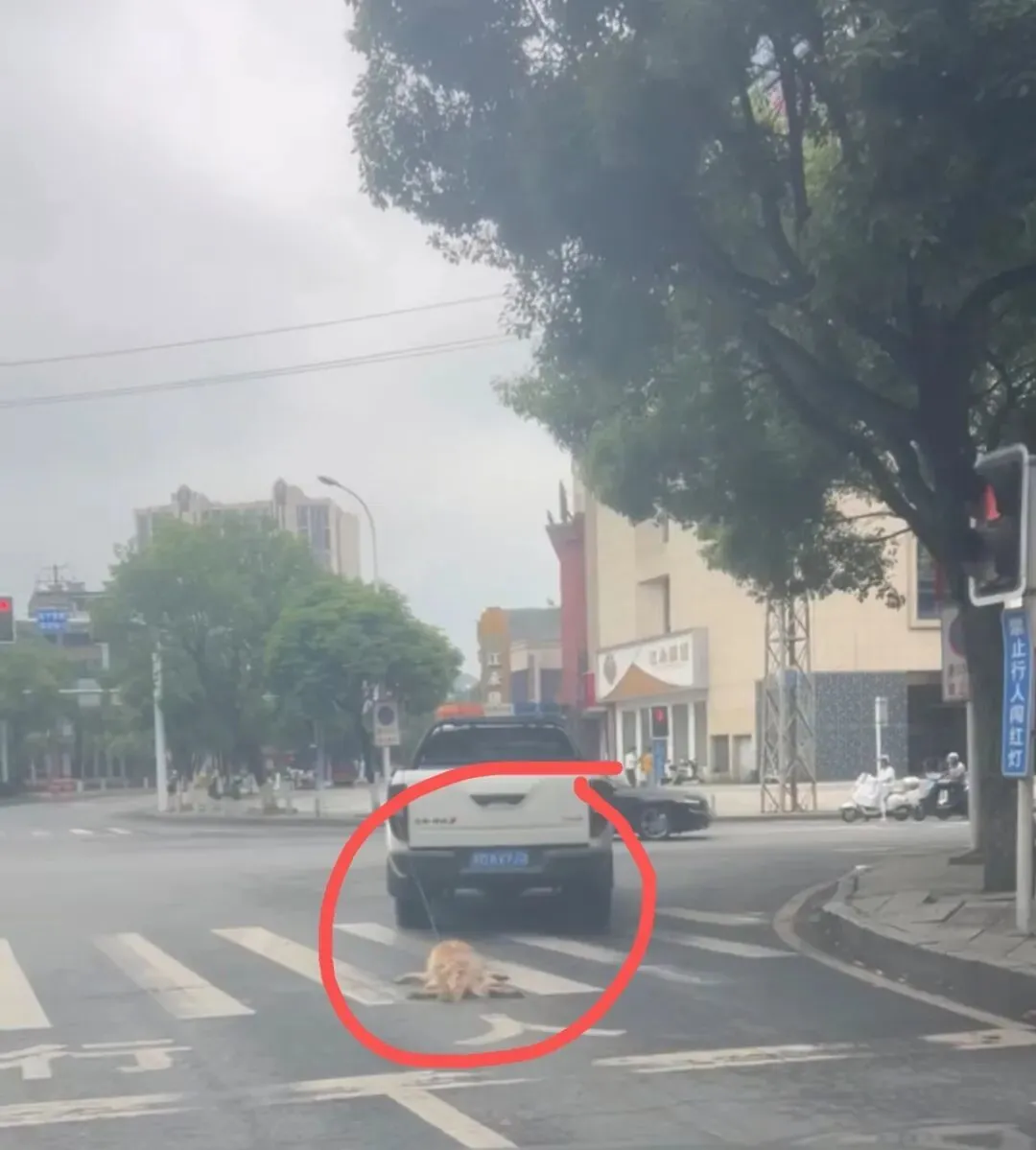 湖南一城管执法车辆当街拖行犬只致死引爆舆论