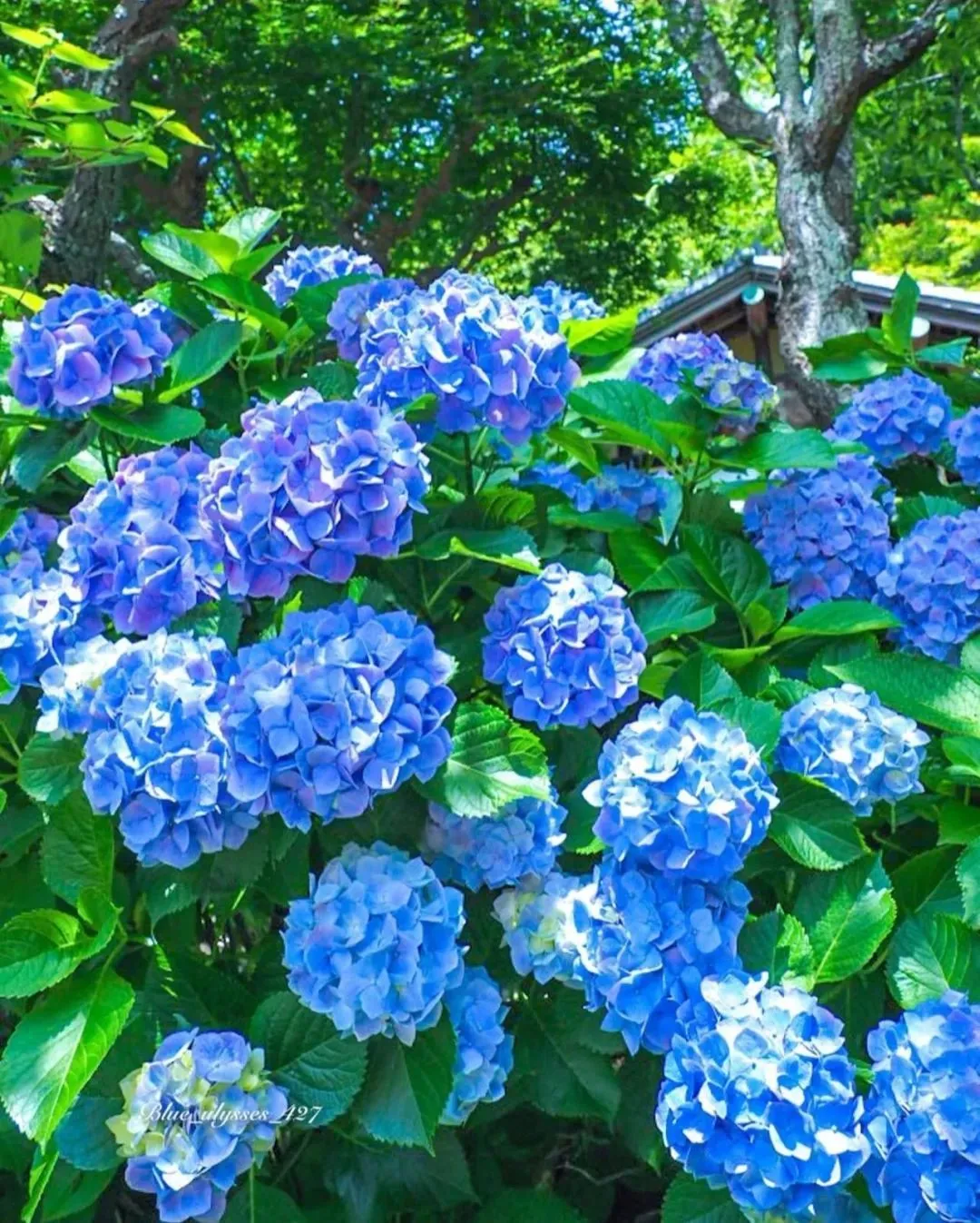 ins@blue_ulysses_427