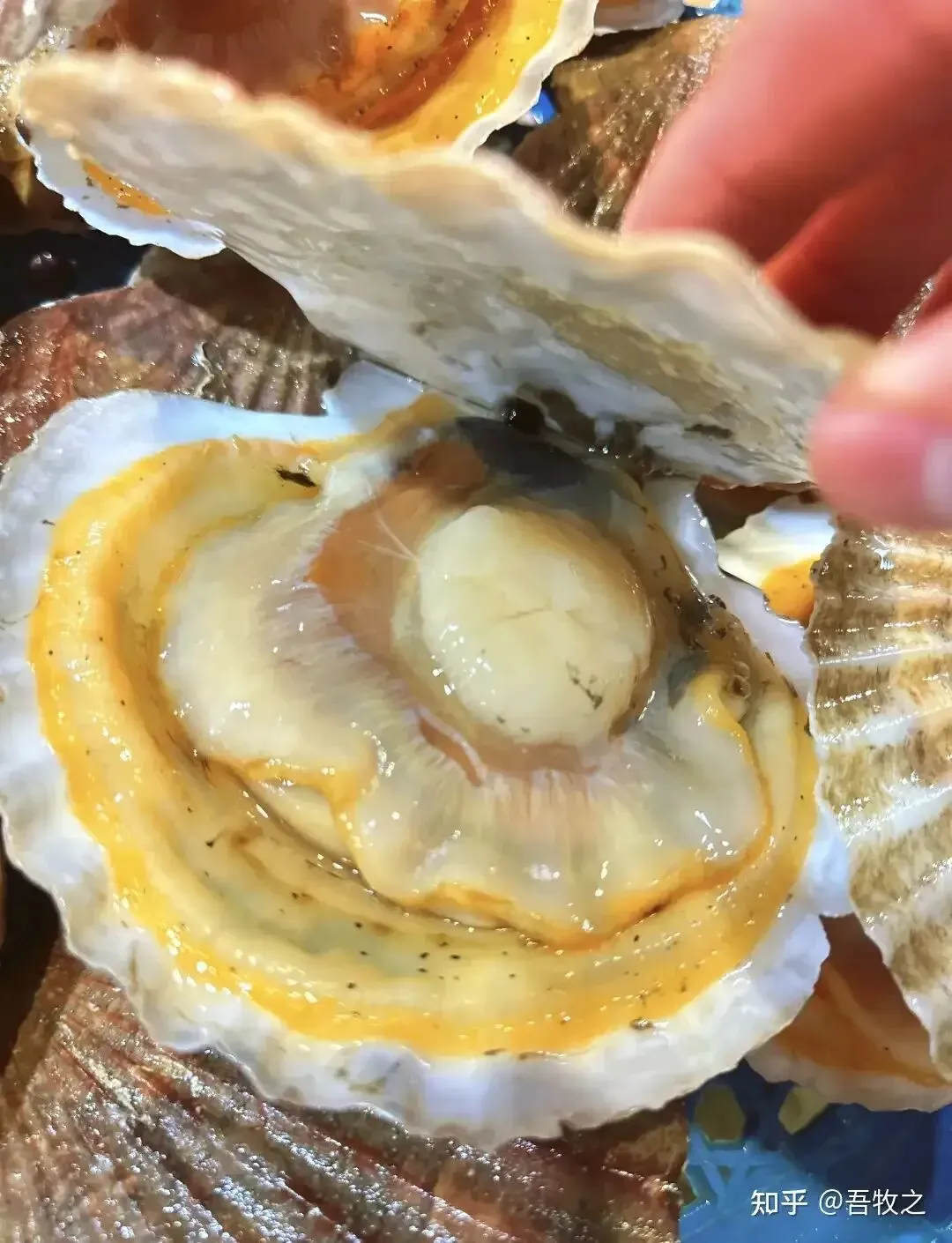 虾夷扇贝