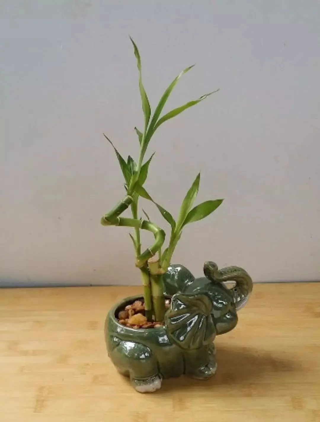 水培富贵竹用什么水养才更好，怎么才能避免烂根-水培富贵竹怎么养生根快