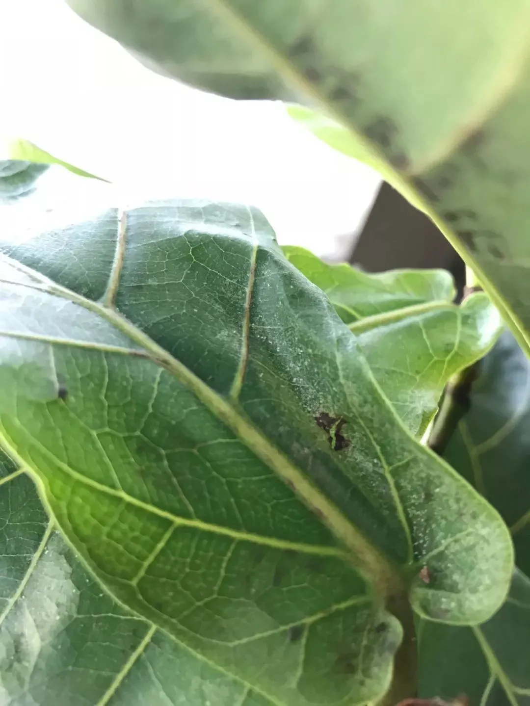 家里的盆栽绿植不小心感染红蜘蛛，没有喷药，用这几种方法解决-绿植有红蜘蛛用什么药