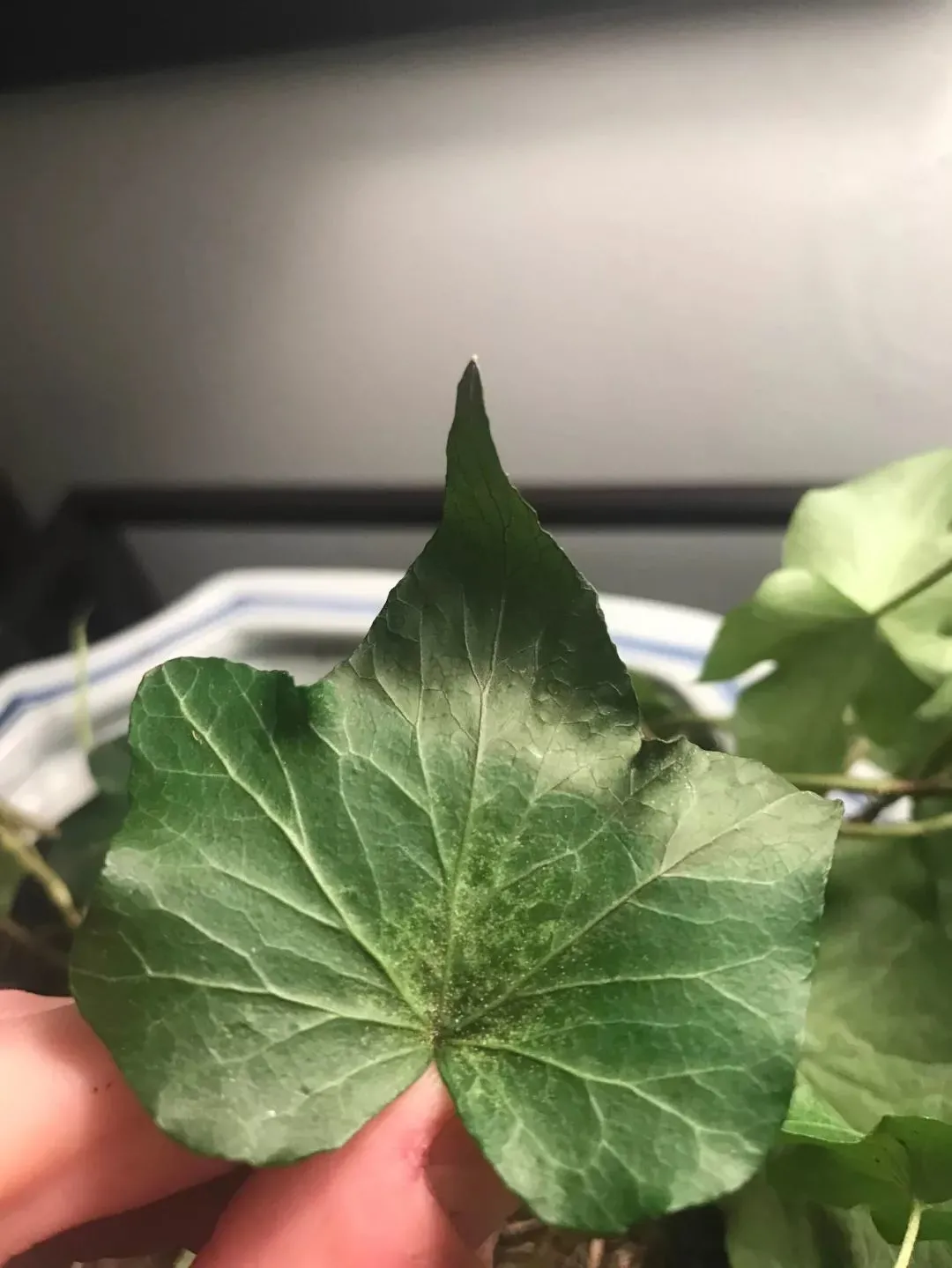 家里的盆栽绿植不小心感染红蜘蛛，没有喷药，用这几种方法解决-绿植有红蜘蛛用什么药