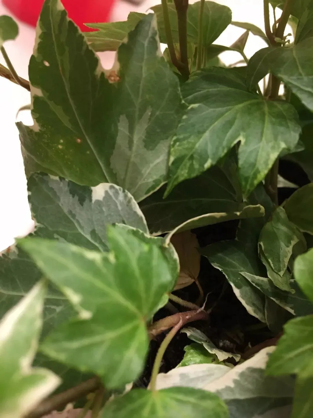 家里的盆栽绿植不小心感染红蜘蛛，没有喷药，用这几种方法解决-绿植有红蜘蛛用什么药