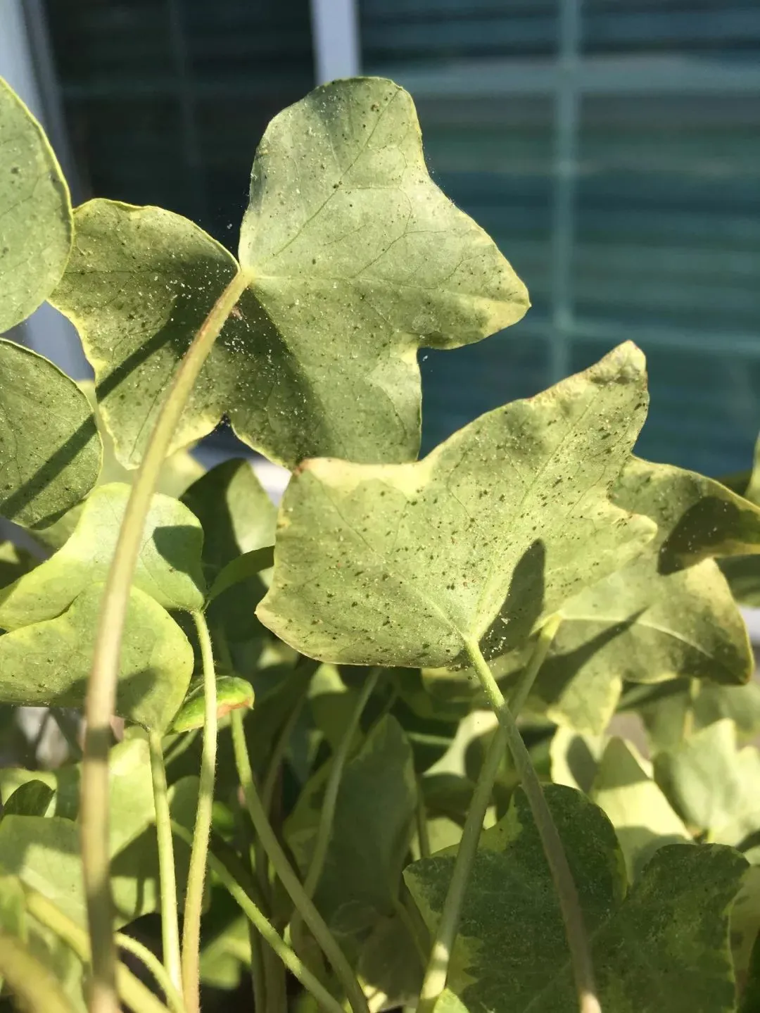 家里的盆栽绿植不小心感染红蜘蛛，没有喷药，用这几种方法解决-绿植有红蜘蛛用什么药