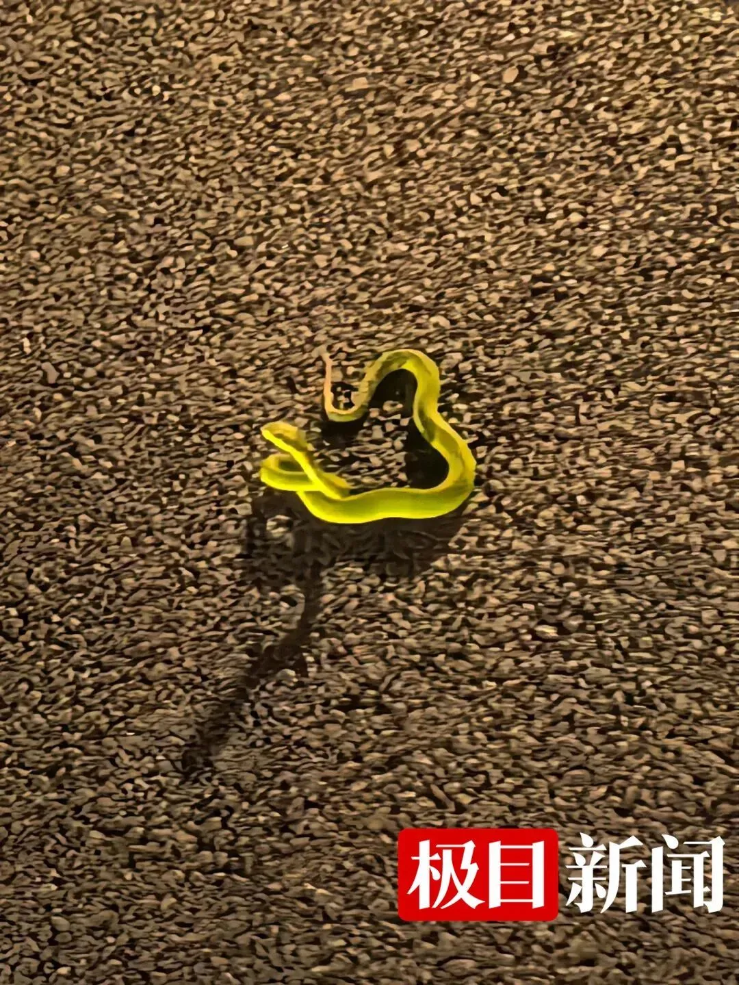 男子散步时脚被蛇咬伤 忍痛拍下蛇 医院调血清急救