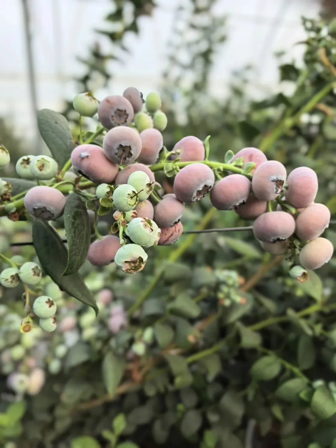 “粉黛”。大连大学蓝莓生物育种技术团队供图。