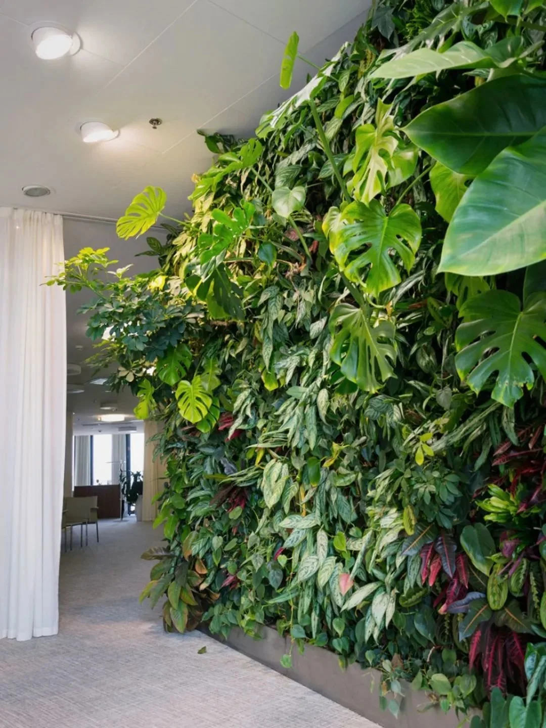 用这6种不同的方法，让盆栽绿植在墙上攀爬生长-怎么让植物爬墙