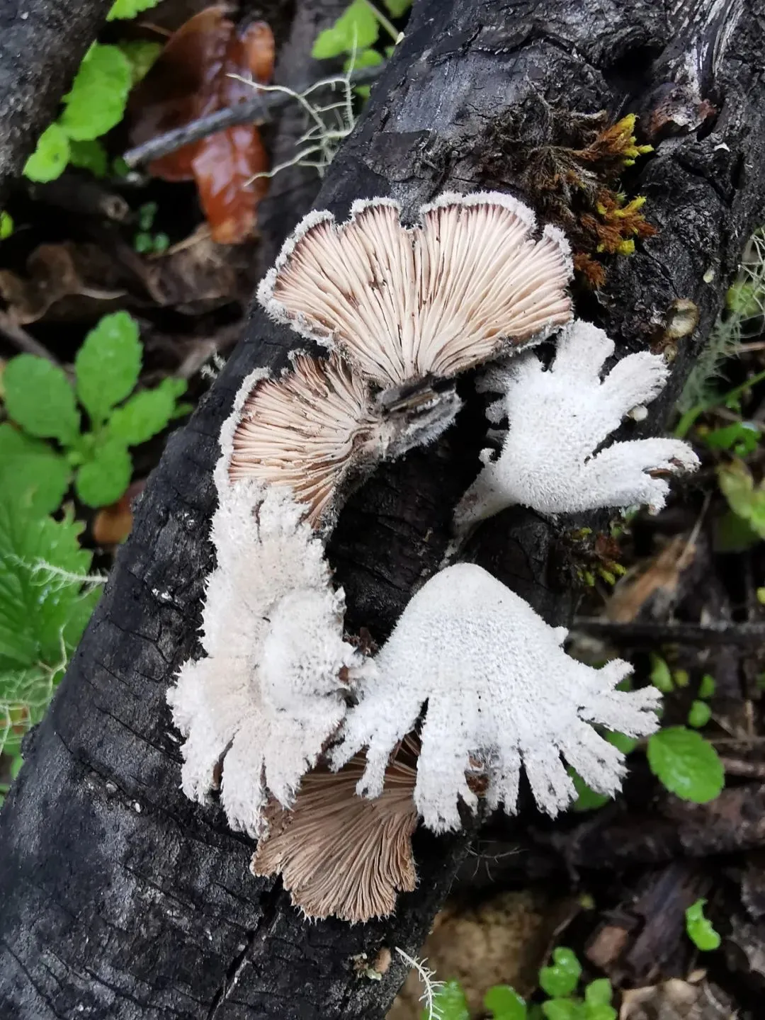 另外一种裂褶菌：Schizophyllum radiatum｜鲁金荣摄