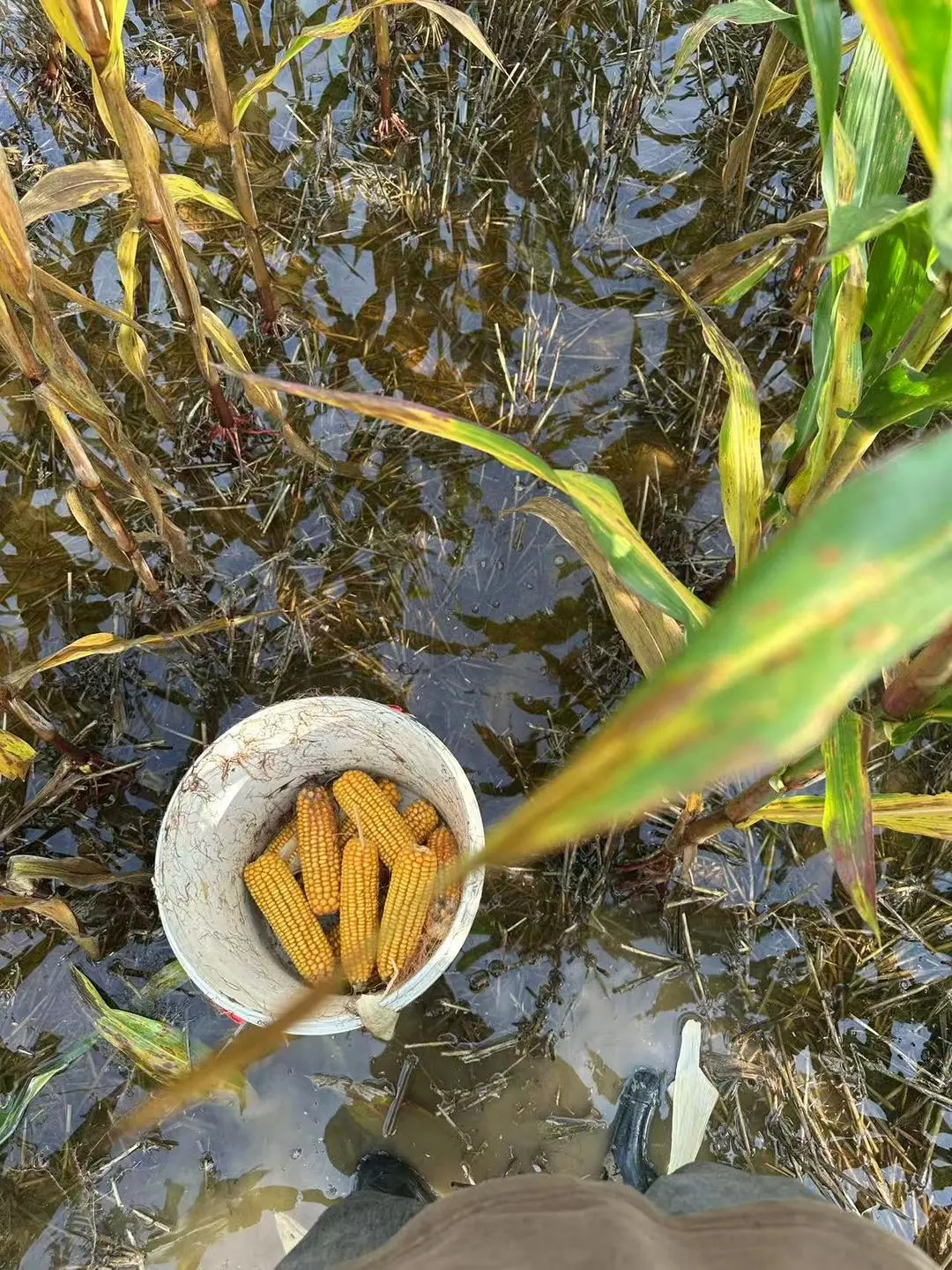 ▲被雨水浸泡的玉米地