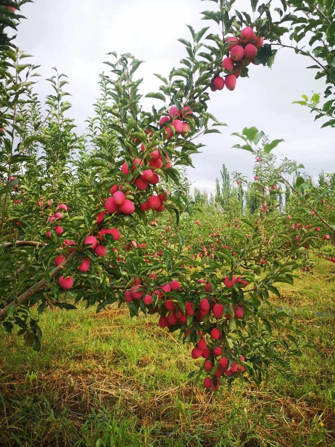 成都绿化带结出海棠果路边的“野”果子能吃吗？_搜狐网, image size:1080x1440