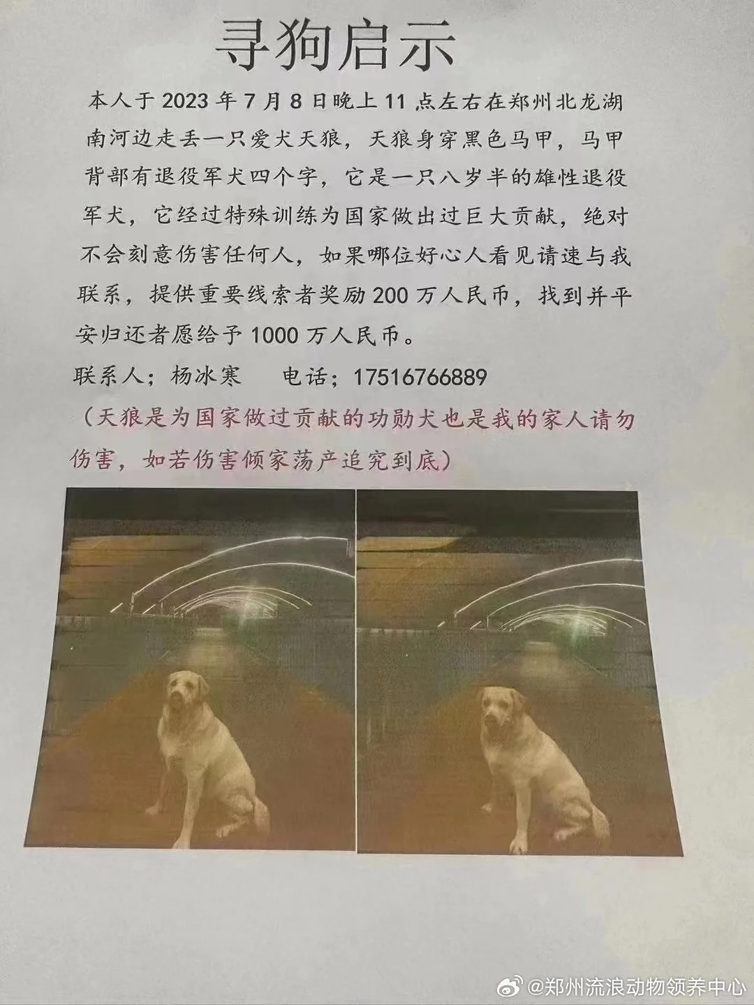 郑州狗主悬赏1000万人民币寻狗