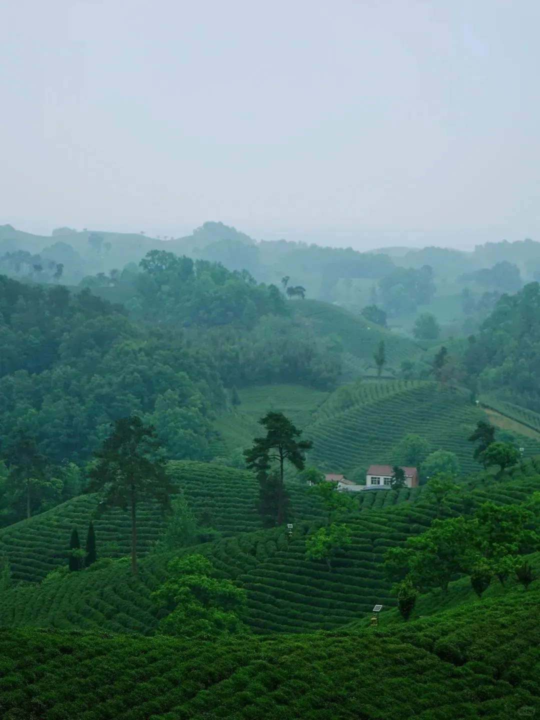 不是杭州!这座“山水茶都”是中国唯一“永久宜居城市”