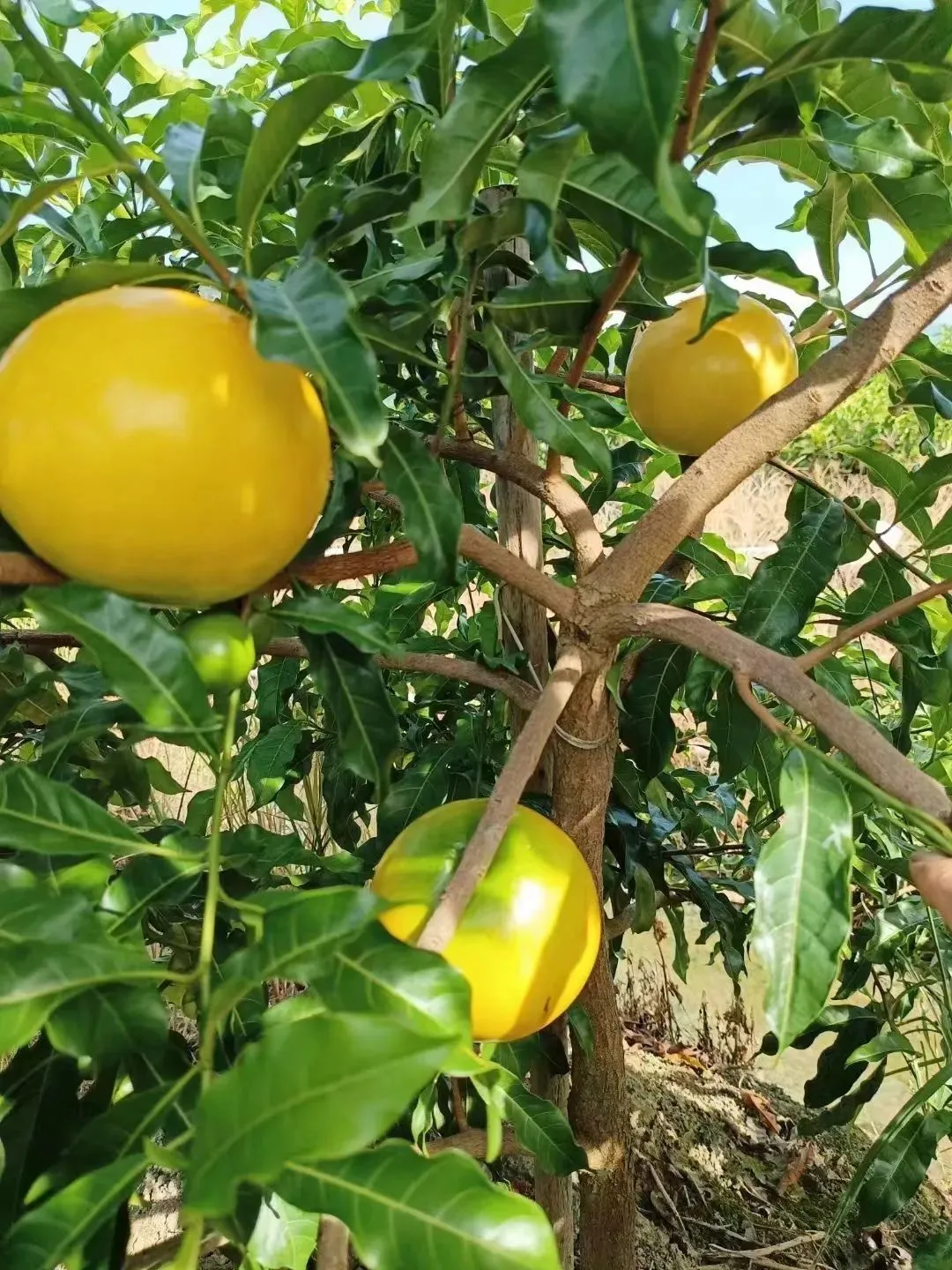 果冻般晶莹水润，营养多样，这枚神奇的热带水果，98%的人没吃过_凤凰网