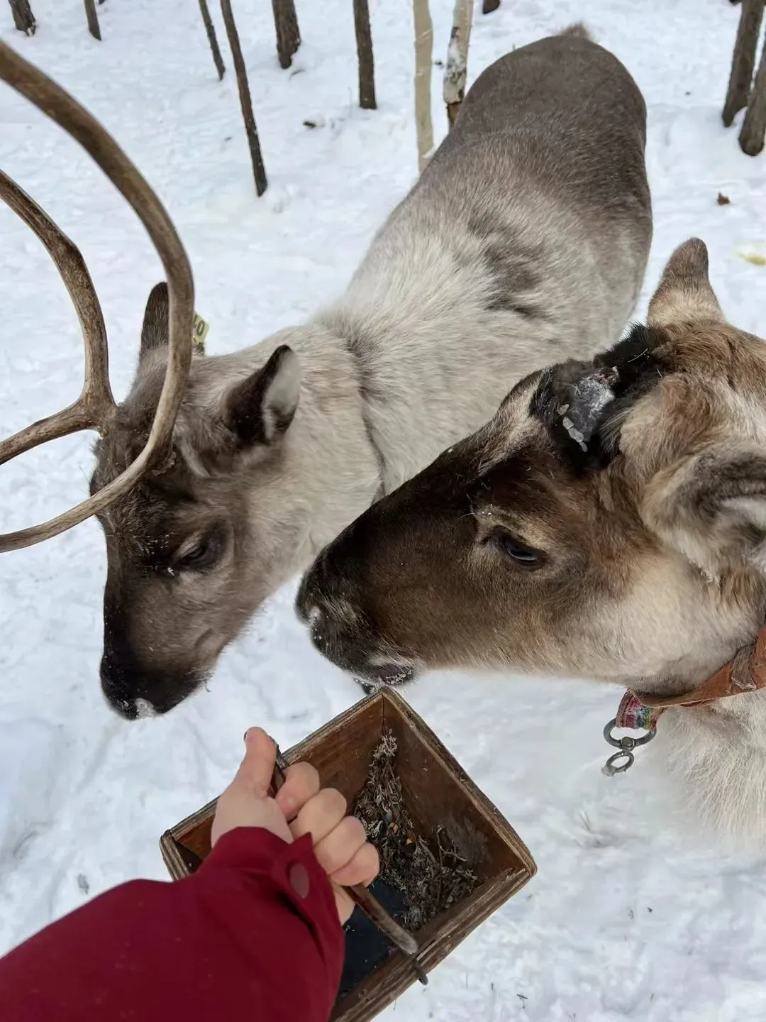 图片[27]-去一次就上瘾的雪国！极光圣诞全都有！-华闻时空