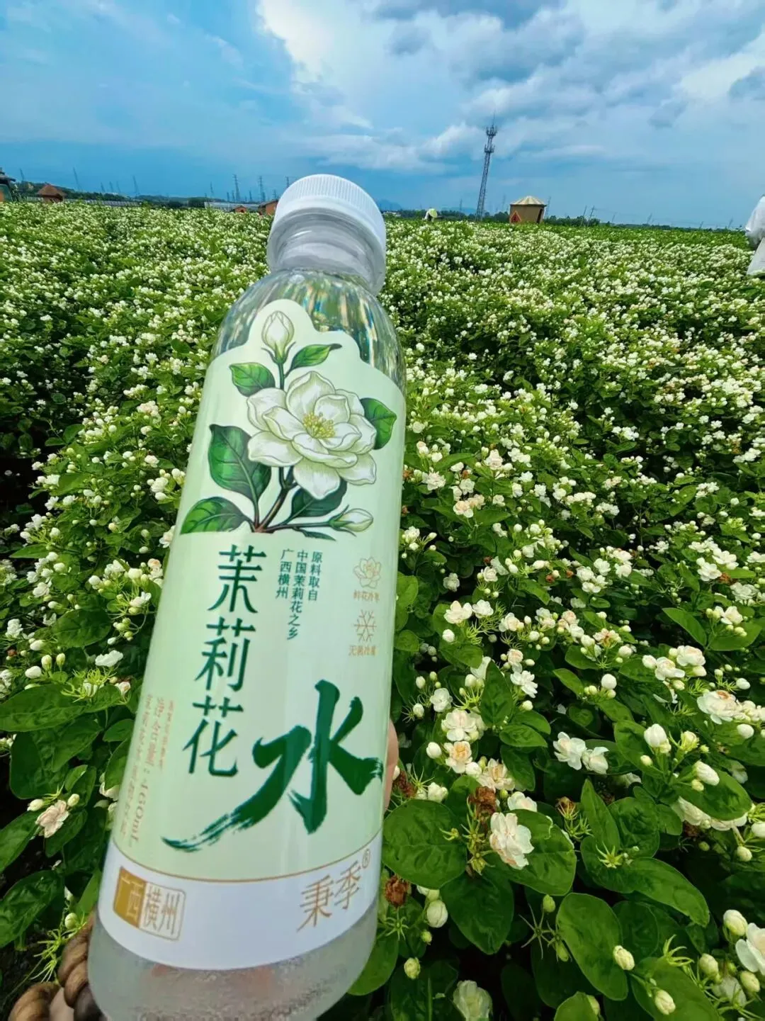 广西横州当地特色茉莉花水