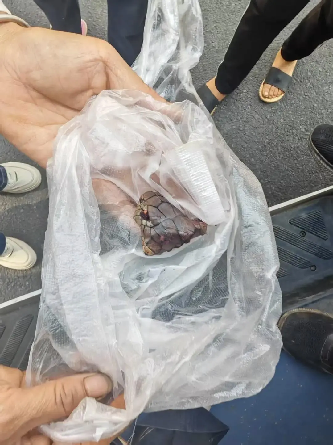 ▲蛇的照片被上传至昭通蛇伤救治平台，供医院远程会诊