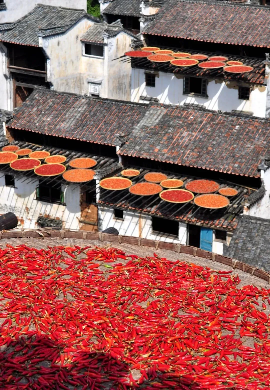 江西婺源，每年秋天家家户户都会晒辣椒。 图/视觉中国