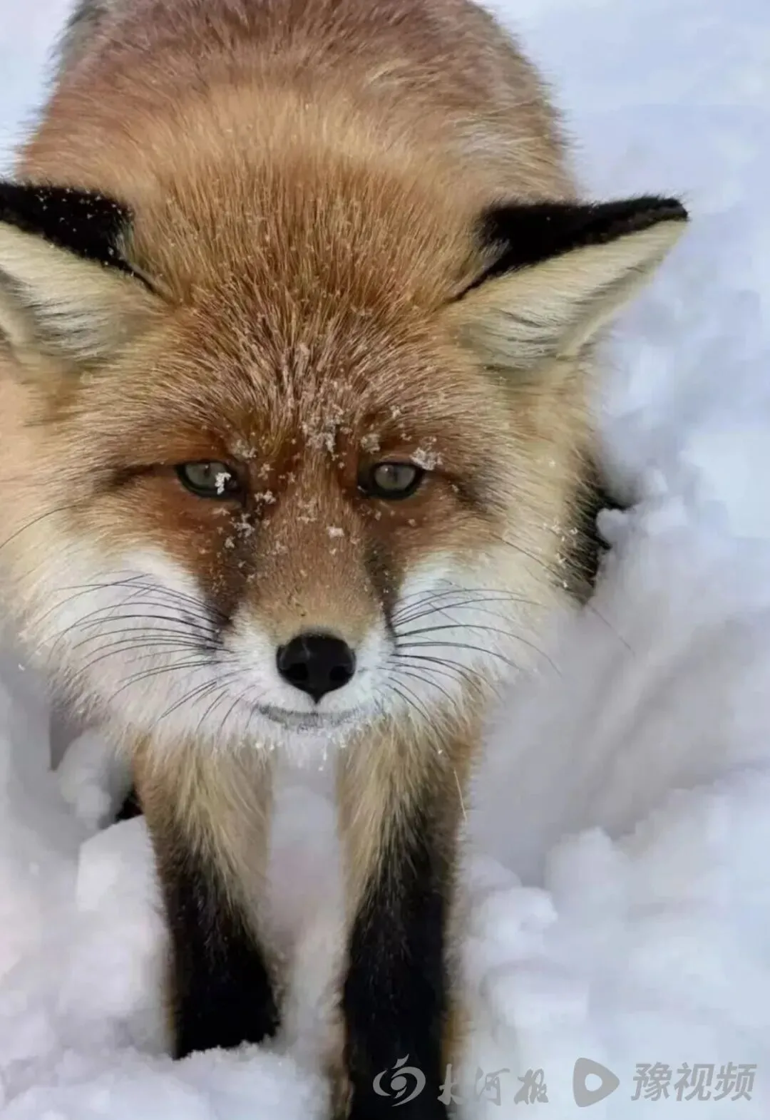 滑雪场的狐狸(图据吉克普林滑雪场公众号)