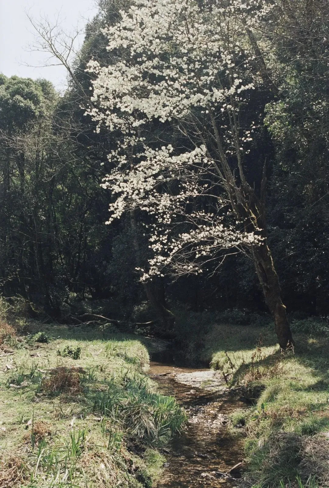 △宝台山上的一处开满花的山谷。(图/西武 摄)