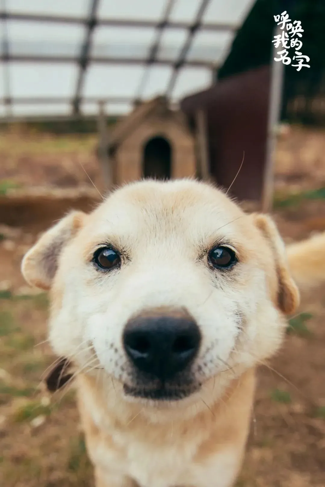 小猫小狗的故事里