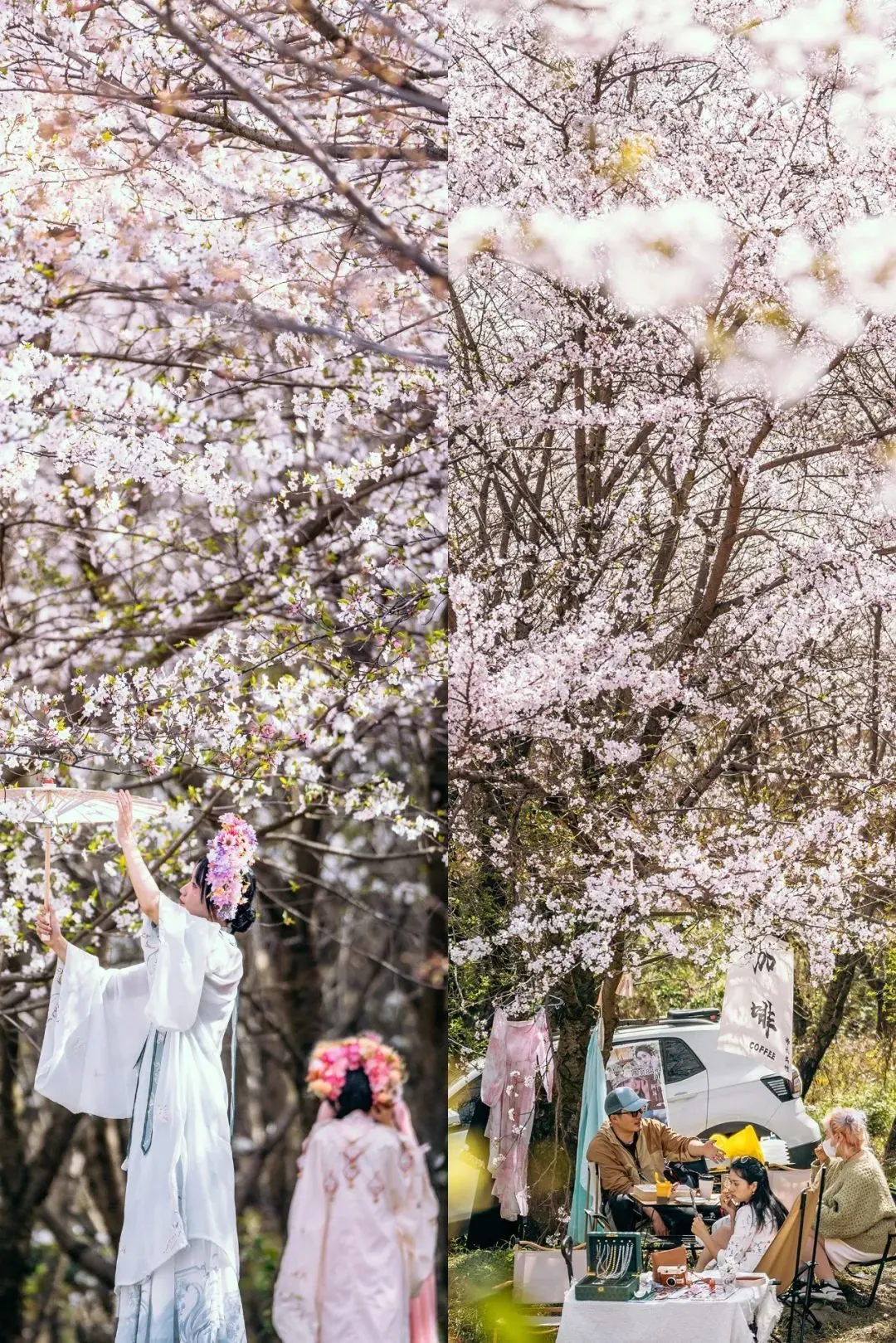 在贵州赏樱，也可以过上“慢生活”。