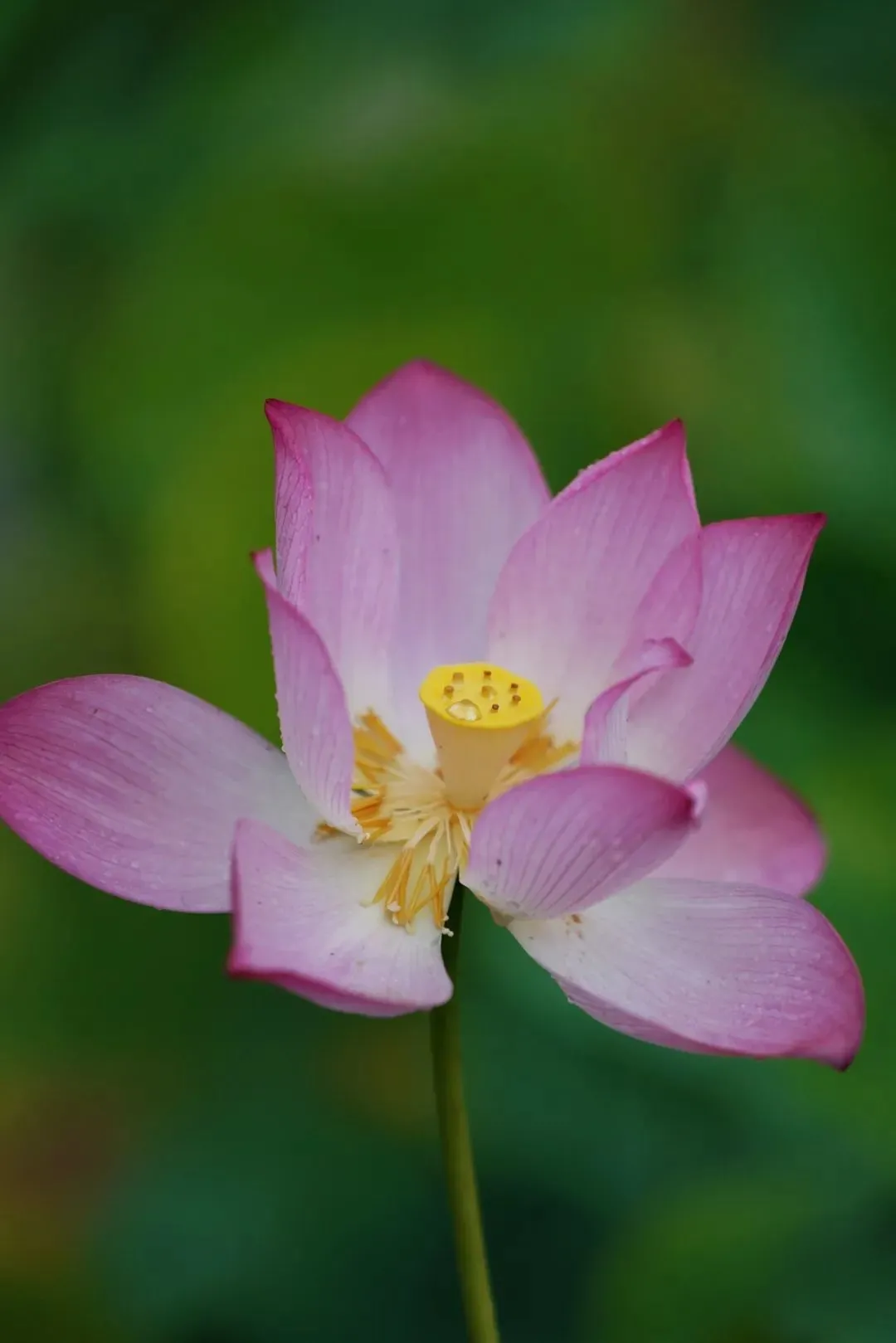 图片来源：凤凰网佛教文化 摄影：王子轩