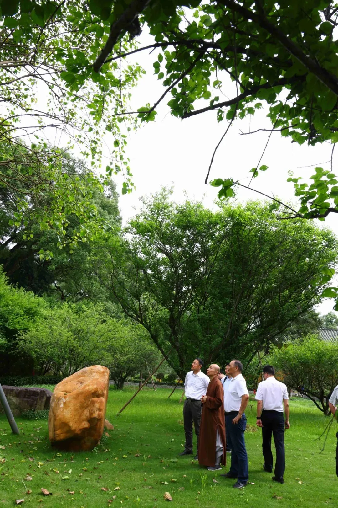 法广大和尚向大家介绍寺内古木