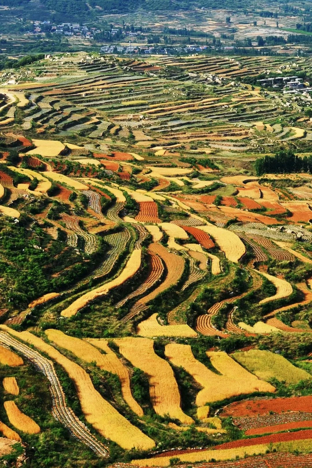 山东枣庄小麦连绵不绝。 摄影/视觉中国