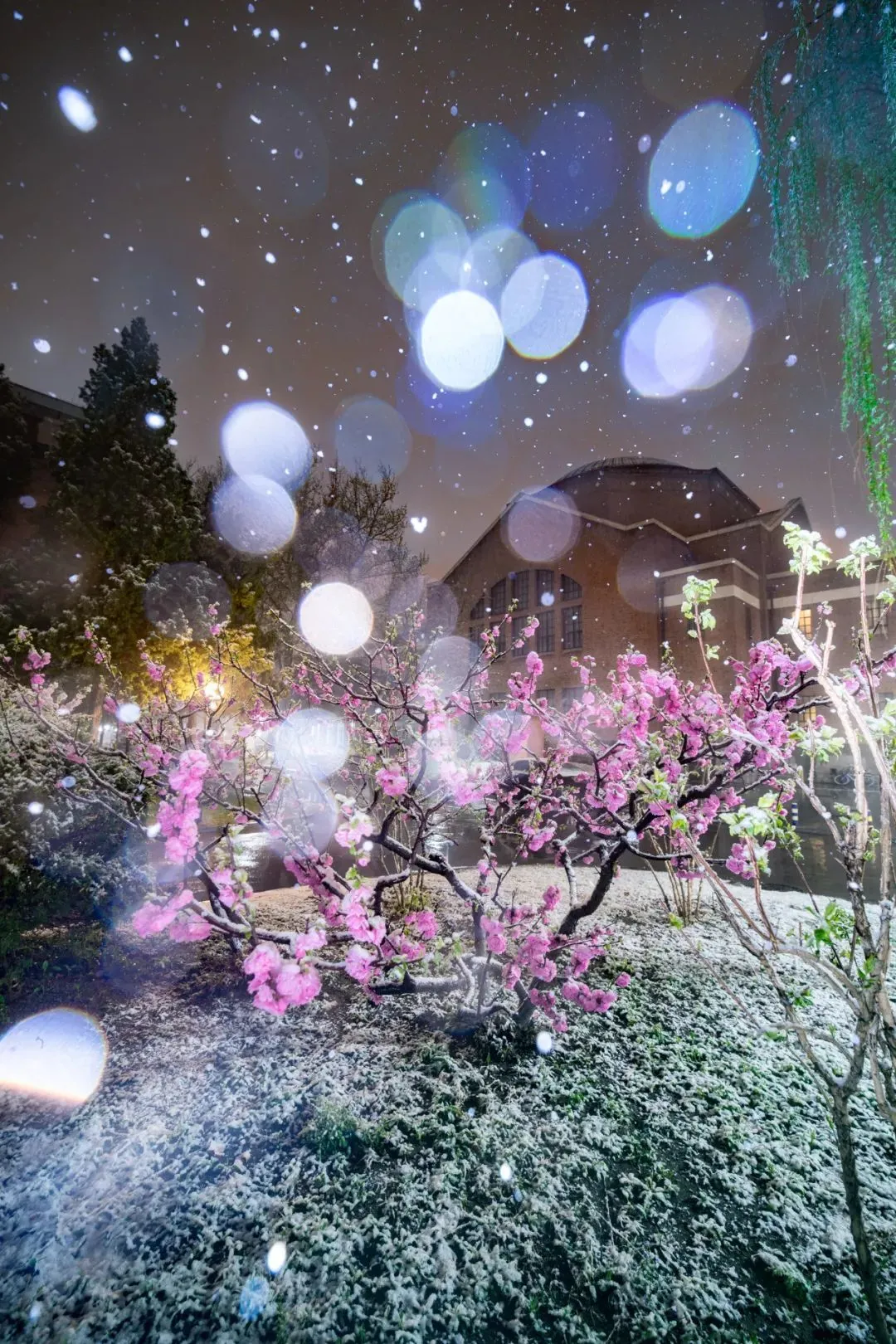 清华校园雪景。摄影/于海童