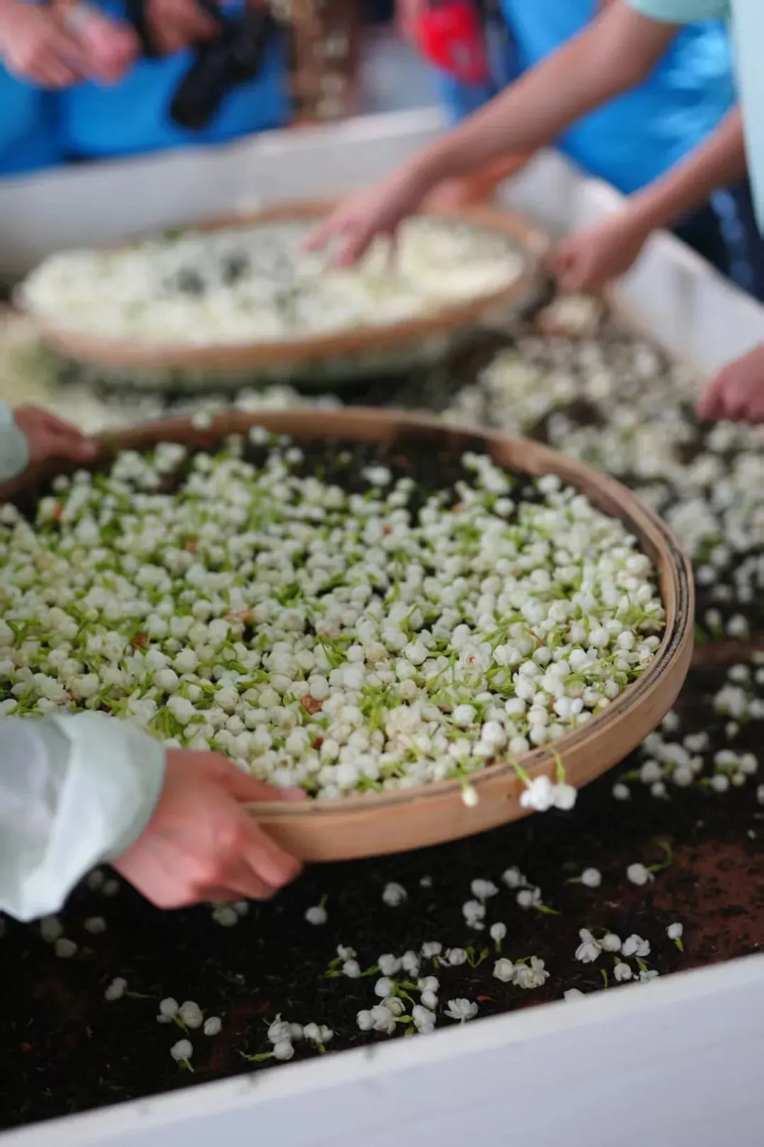 刚采摘下来的横州茉莉花/受访者供图