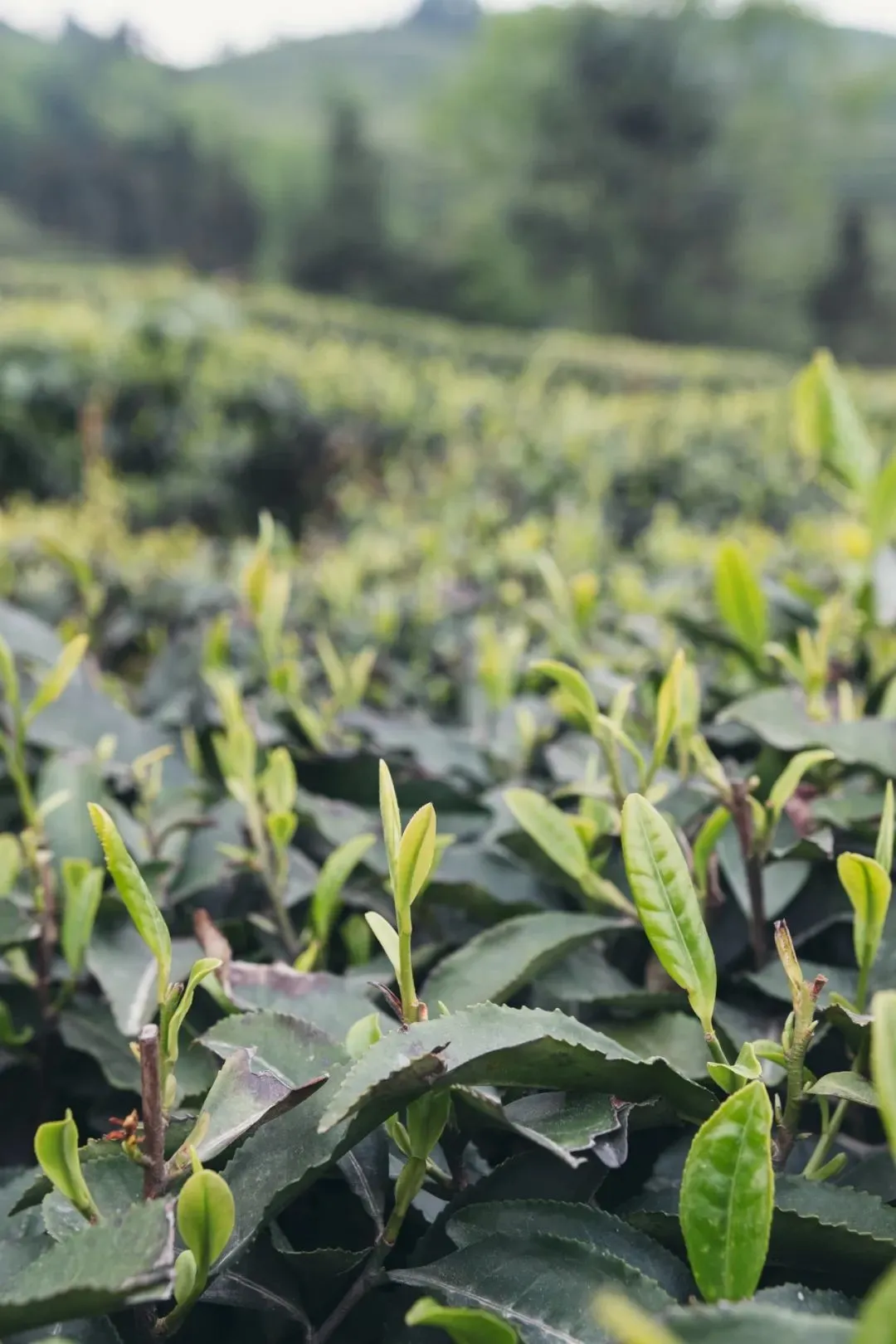 图1：峨眉山，山高多雾；摄影/胡文凯 图2：峨眉绿茶茶芽肥壮。摄影/吴学文